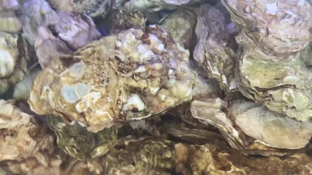 Aquarium with live mussel and oyster shells