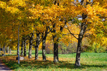 Fototapeta na wymiar Autumn city park tree with golden foliage meadow landscape