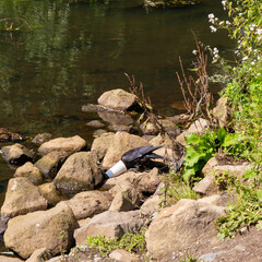 Rabe frisst am Ufer der Ems aus einem Pappbecher