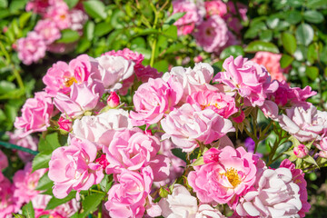 Obraz na płótnie Canvas Blossoming beautiful rose flowers. Pink roses blossom in summer garden