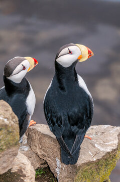 Horned Puffins (Fratercula corniculata) at St. George Island, Pribilof Islands, Alaska, USA