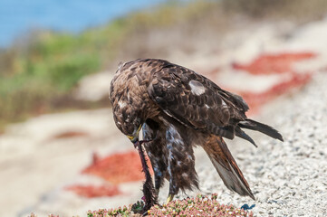 Red-tailed Hawk (Buteo jamaicensis) in Bolsa Chica Ecological Reserve, California, USA