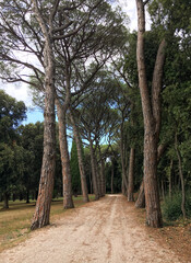 Pine alley in Golden Cape Forest Park Zlatni rt, Rovinj (Rovigno) - Istria, Croatia.