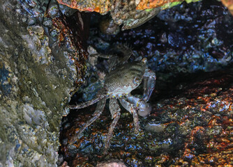 Common green grey striped sea crab is hiding between stones in Croatia, Rovinj.