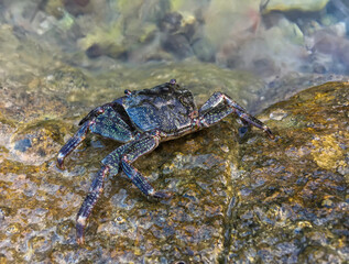 Common green grey striped dotted sea crab is on the stone in Croatia, Rovinj.