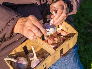 An elderly woman in a brown jacket separates the heads of garlic into cloves before planting in the garden.