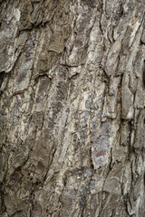 Turkish hazel