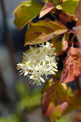 Dogwood Winter Beauty