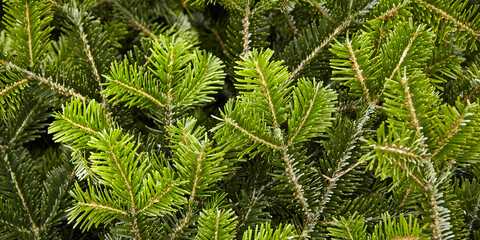 Background of Christmas tree green branches