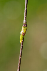 Common birch