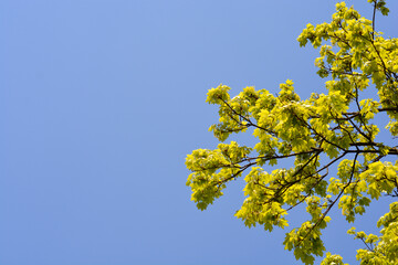 Norway maple
