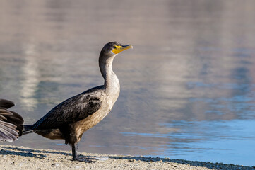 Double-crested Cormorant (Phalacrocorax auritus) in Malibu Lagoon, California, USA