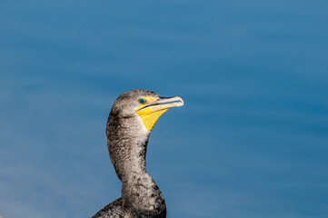 Double-crested Cormorant (Phalacrocorax auritus) in Malibu Lagoon, California, USA