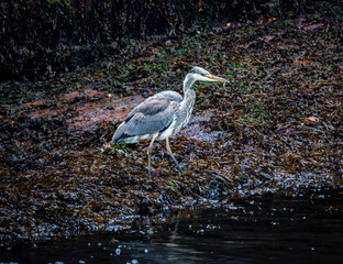 great blue heron