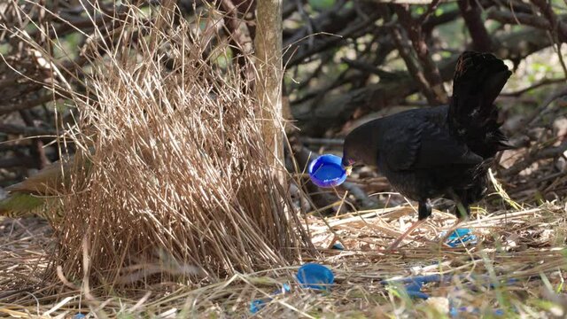 a male satin bowerbird holds a blue bottle cap and dances as part of a courtship display while female stands in his bower at a forest on the central coast of nsw, australia