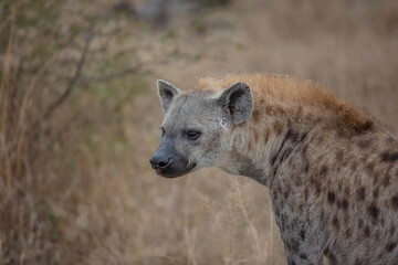 Hyena
