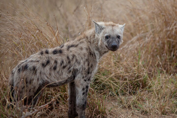 Hyena