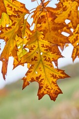 Fototapeta premium Autumn tree leaves