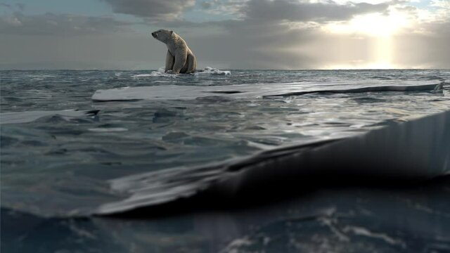 Polar bear sitting on last melting iceberg in the ocean, Dolly shot
global warming concept, polar bear in extinction danger
