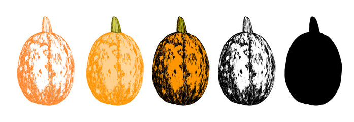 oval orange pumpkin. Drawn in a sketch style, the whole pumpkin is orange in color, oval in shape with a texture of spots and stripes. isolated black outline and silhouette on a white background