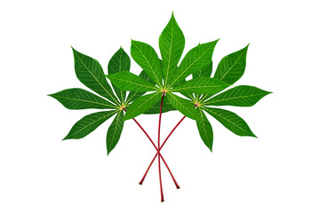 Three cassava leaves white background isolated closeup, fresh green cassava tree leaf on red stem,...