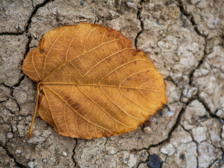 leaf on the ground