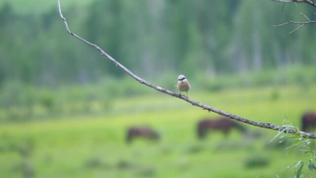 Red-backed shrike (Lanius collurio) in the foothills of the Altai mountains