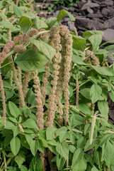 Love-lies-bleeding (Amaranthus caudatus) in garden