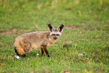 Naklejka na ściany i meble Bat-eared Fox resting at the mouth of its den in the Masai Mara, Kenya