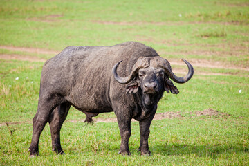 An African Buffalo staring across the Masai Mara in Kenya