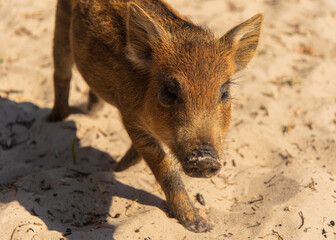 red wild pig walking along the beach top view close up