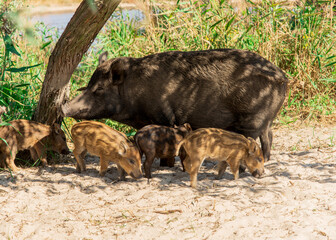 family of wild boars on Dzharylgach island