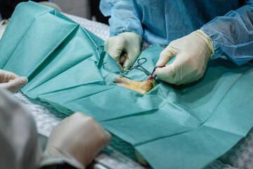 Two professional veterinarians work together in the operating room performing surgery on a pet. Medicine concept.