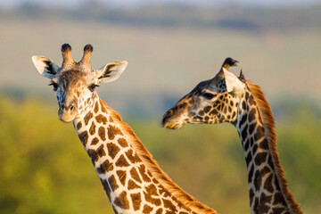 Masai Giraffe walking in the early morning in the Masai Mara