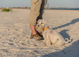 White miniature schnauzer sits near the feet of the owner on the shore on white sand