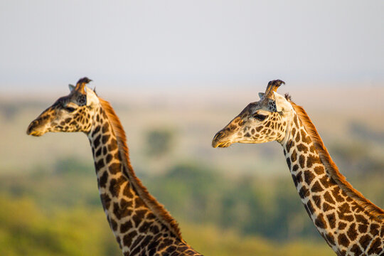Masai Giraffe walking in the early morning in the Masai Mara