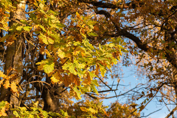 Oak branch with yellow leaves in autumn, blurred background