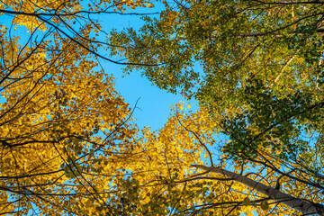 The tops of the trees are yellow and green in autumn against the blue sky.