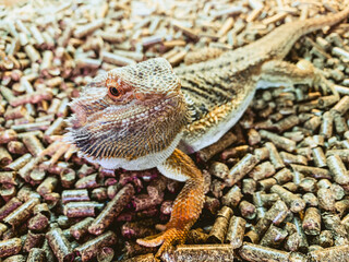 Agama bearded lizard domestic dragon