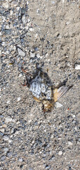 Polluelo de pájaro devorado por enjambre de avispas