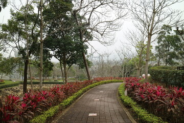 Autumn scenery, beautiful red leaves on both sides of the walkway