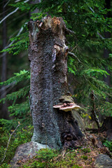 Leśny pień © Przemysław