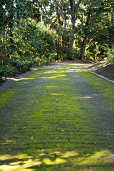 緑色の道、苔のもした石畳の道