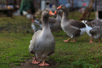 After the rain - wet geese