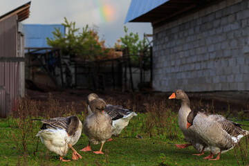 After the rain - wet geese and a piece of the rainbow