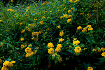 Obraz na płótnie Canvas たくさんの黄色の花と緑のボケた背景