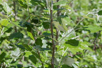 Branch of white poplar with young leaves, fragment close-up