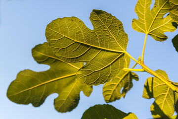 Feigenblatt