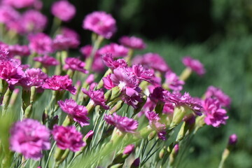 flowers in the garden