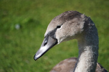 Swan